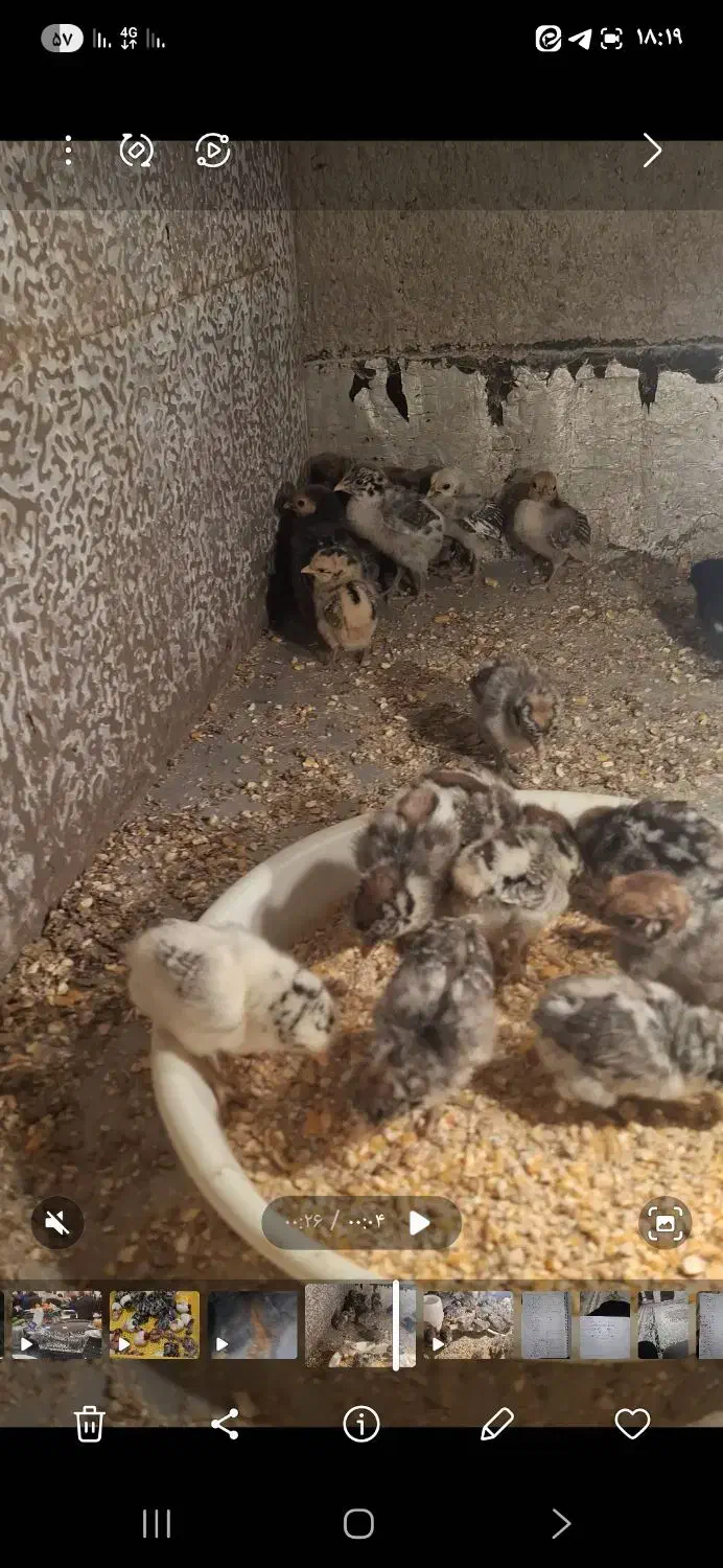 جوجه مرغ براکل|پرنده|یزد, |دیوار