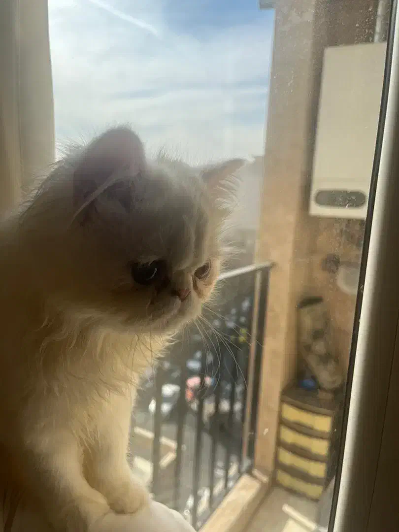 گربه پرشین سوپر فلت ماده عقیم شده|گربه|تهران, ائمه اطهار|دیوار