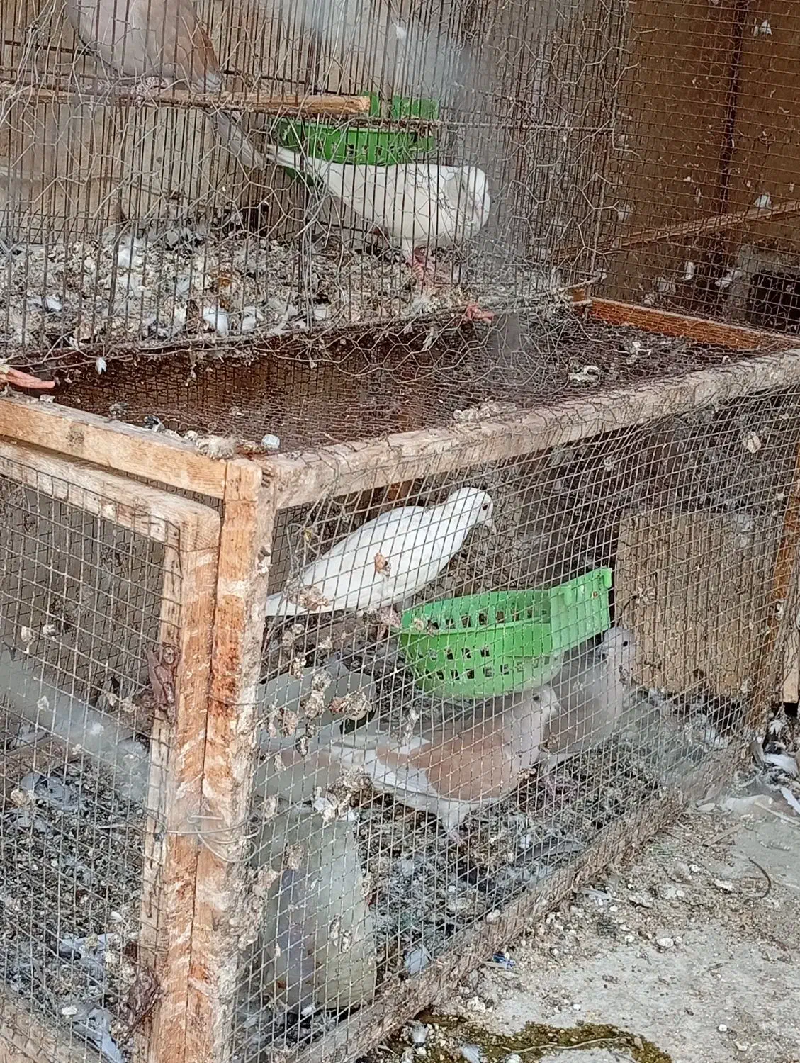 کبوتر|پرنده|برازجان, |دیوار