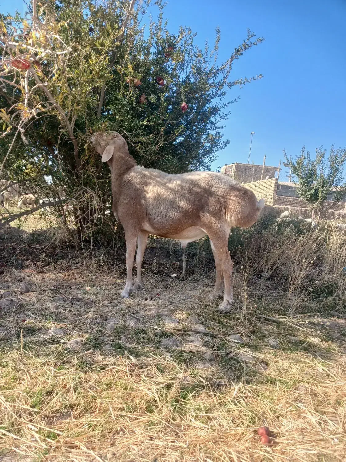 قوچ چینی جوان|حیوانات مزرعه|مروست, |دیوار