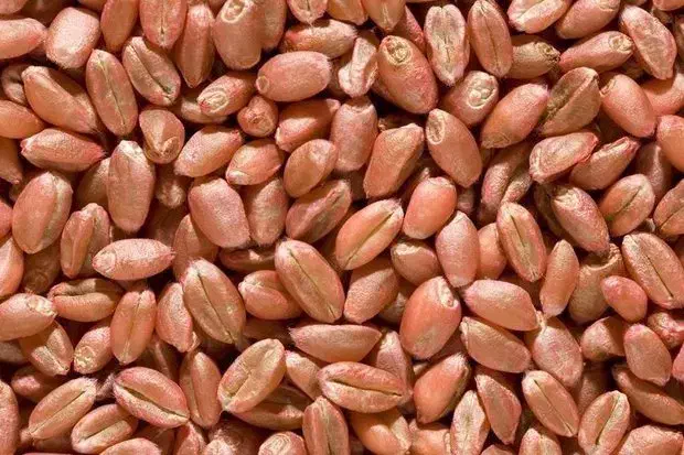 بذرگندم آبی اصلاح شده|عمده‌فروشی|داران, |دیوار