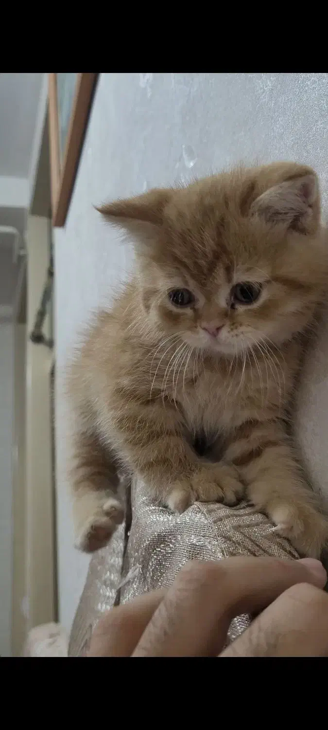 واگذاری گربه بریتیش|گربه|میانه, |دیوار