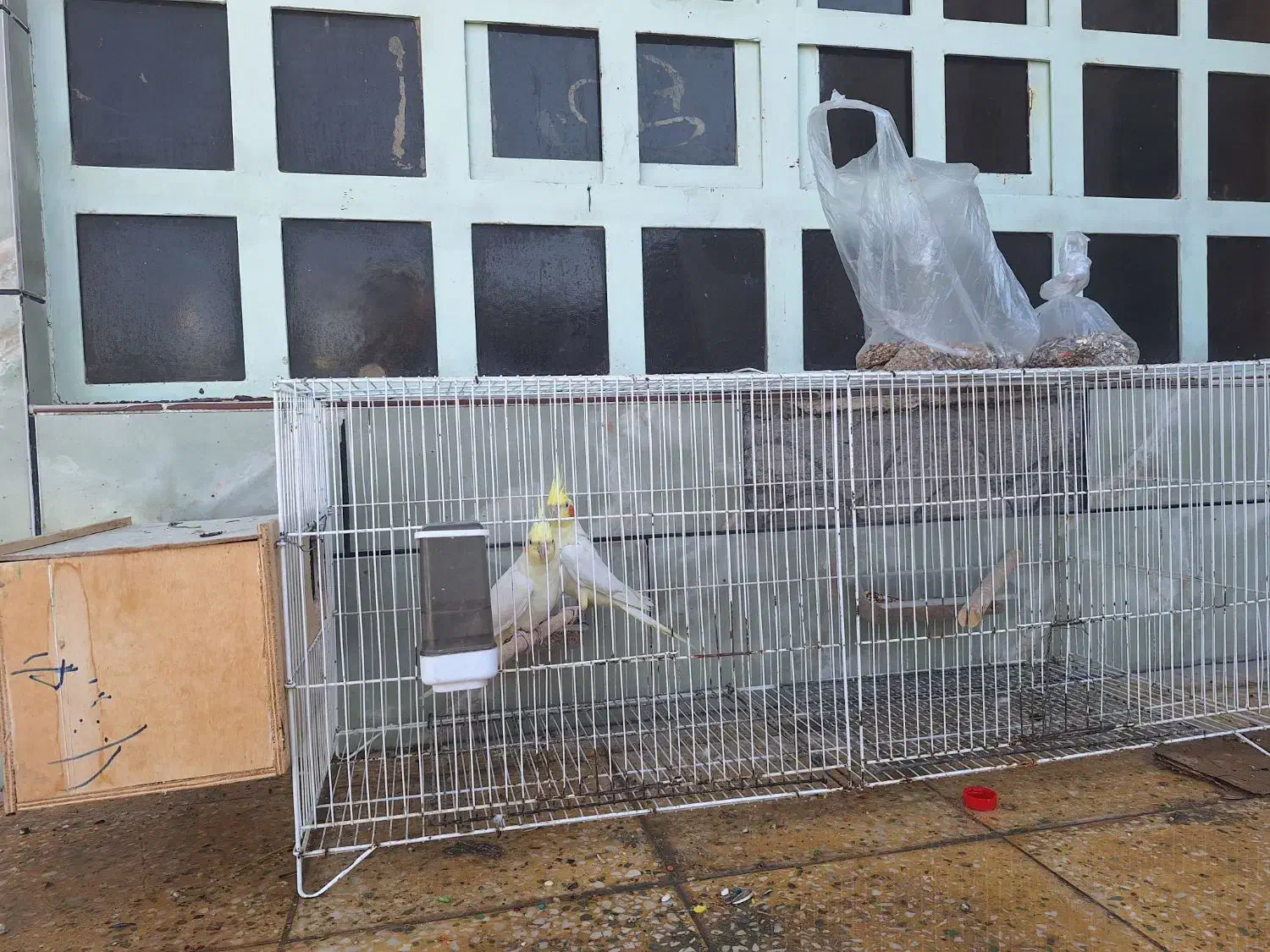 عروس هلندی|پرنده|بهبهان, |دیوار