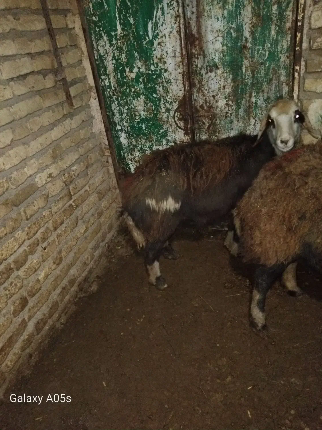 گوسفند|حیوانات مزرعه|زاوه, |دیوار