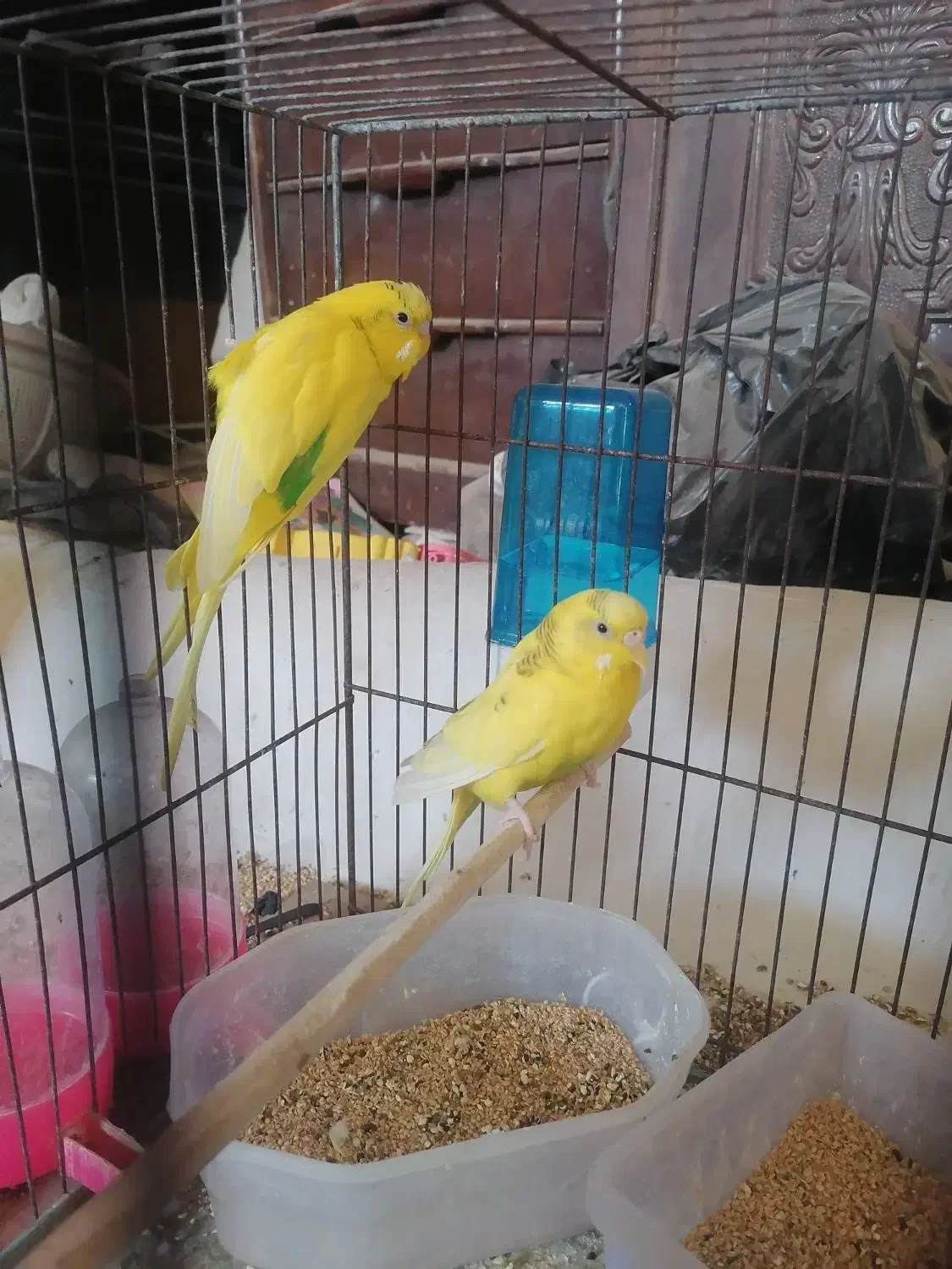 جفت مرغ عشق|پرنده|قم, چهل اختران|دیوار