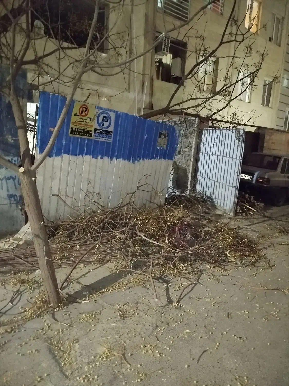 حرص کاری درخت|خدمات باغبانی و درختکاری|تهران, بهداشت|دیوار