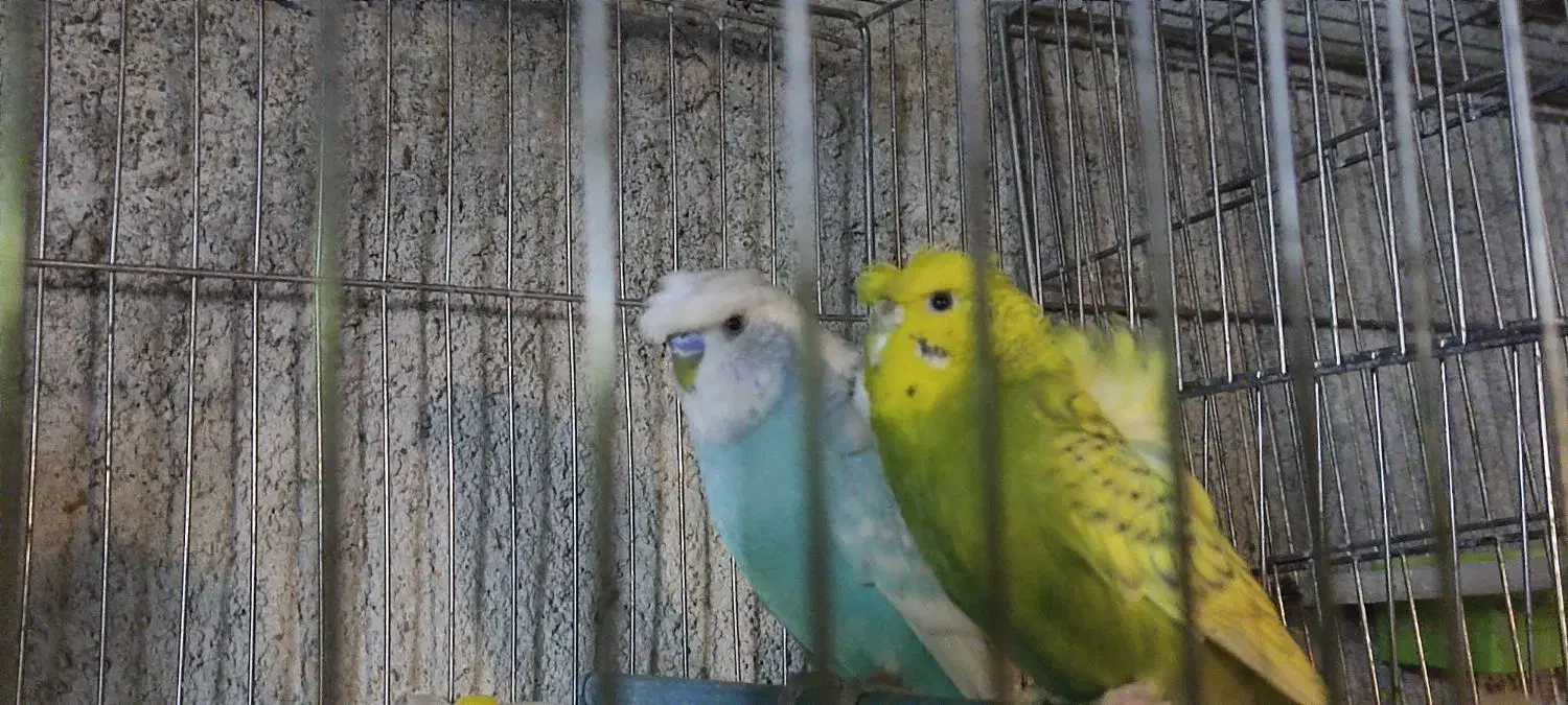 مرغ عشق پروانه ای|پرنده|سراب, |دیوار