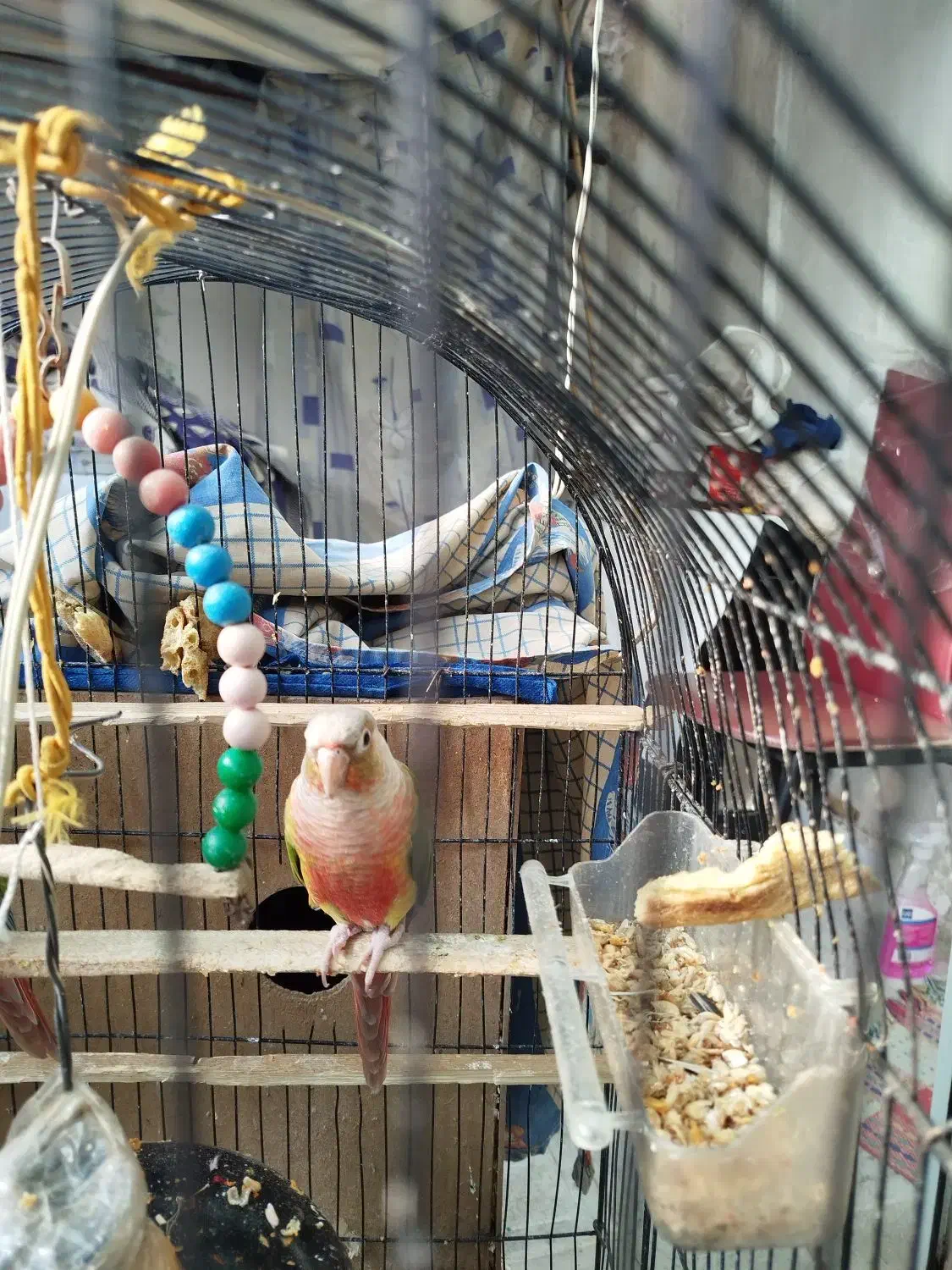 پرنده|پرنده|مشهد, اقبال|دیوار