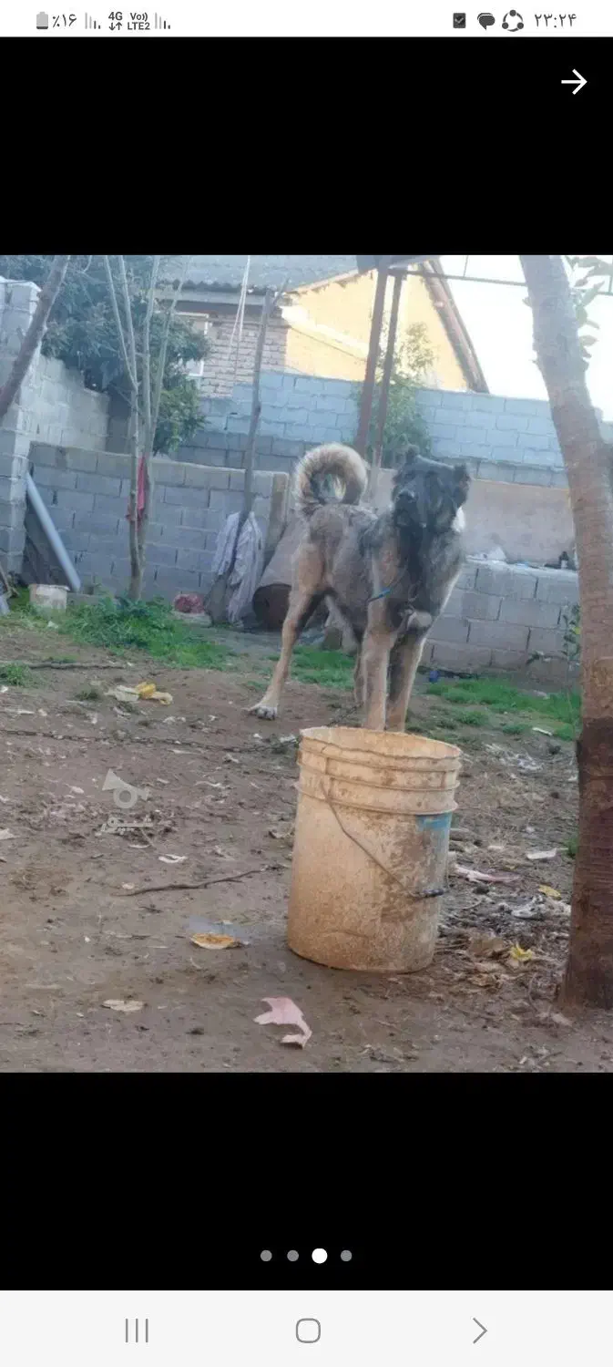 سگ سرابی ذات قدیم قد ۹۰|سگ|آشخانه, |دیوار