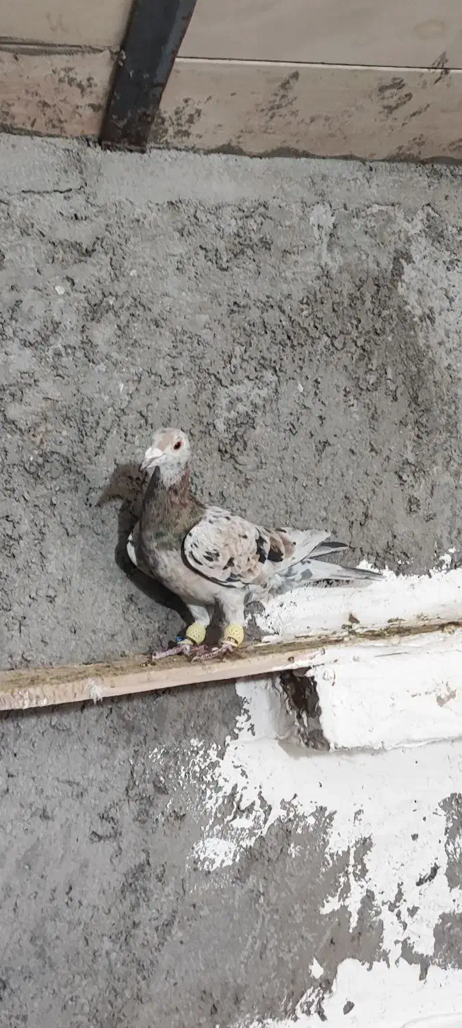 هفت رنگ ماده|پرنده|تاکستان, |دیوار