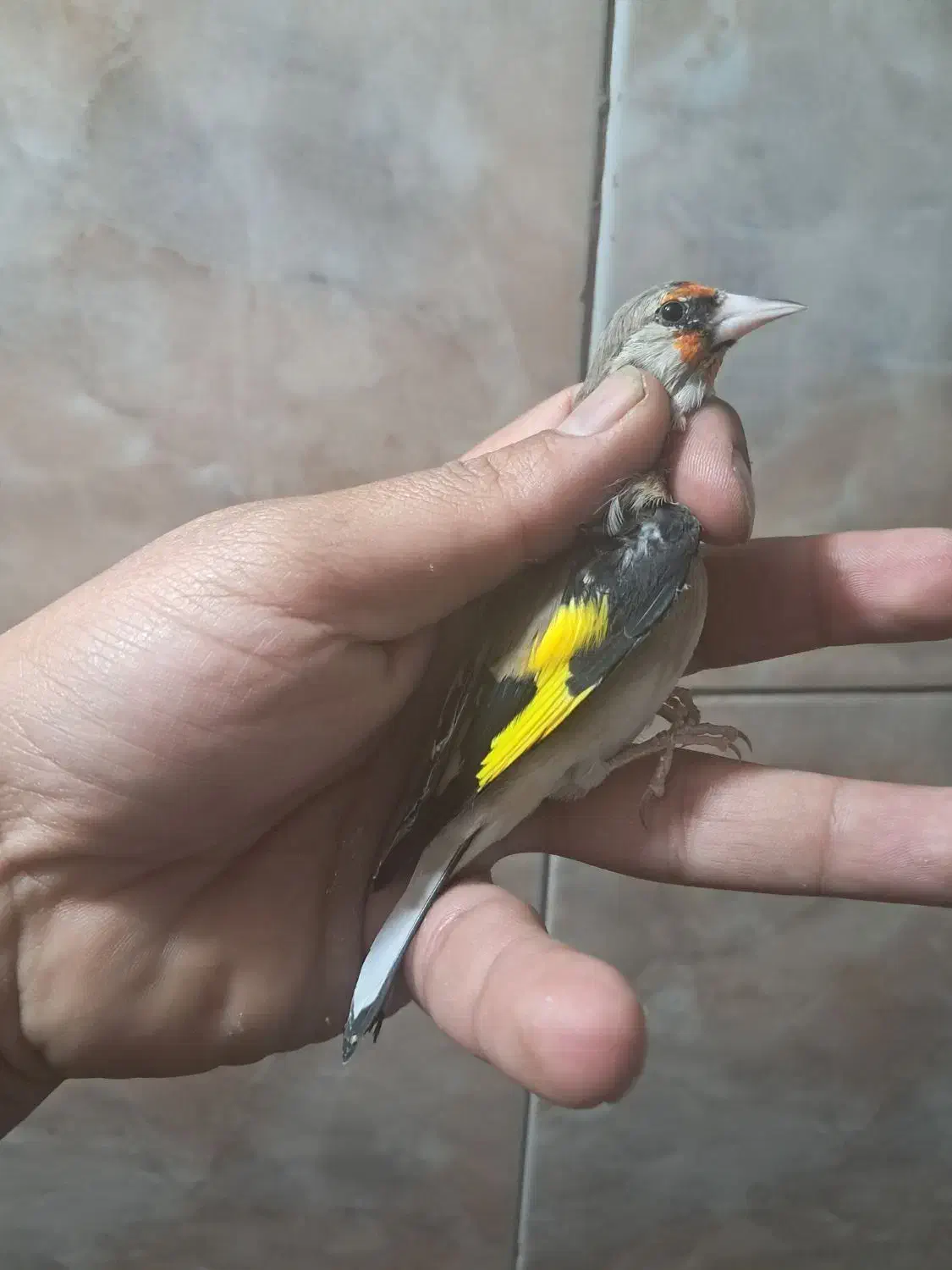 سهره|پرنده|شیراز, سعدیه شمالی|دیوار