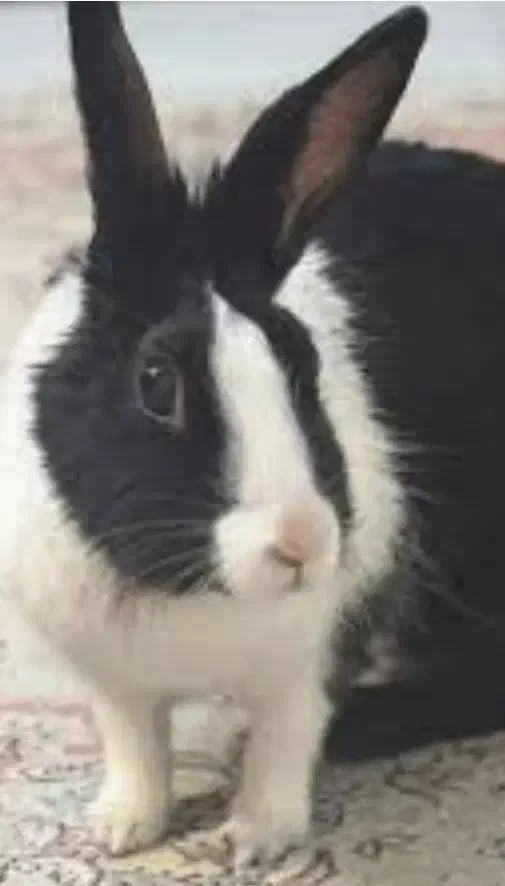 خرگوش خونگی|موش و خرگوش|امیدیه, |دیوار