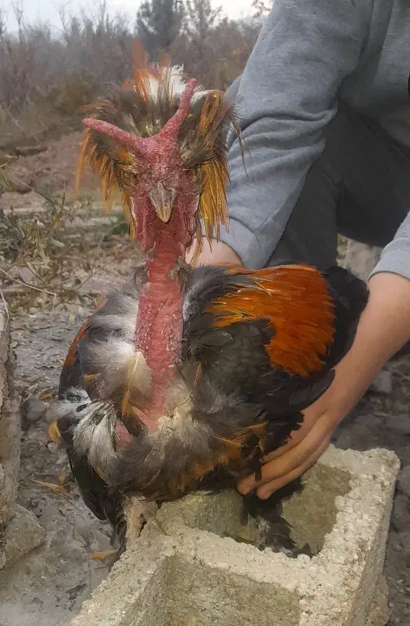 خروس سلطان|حیوانات مزرعه|شیراز, کوشک میدان|دیوار