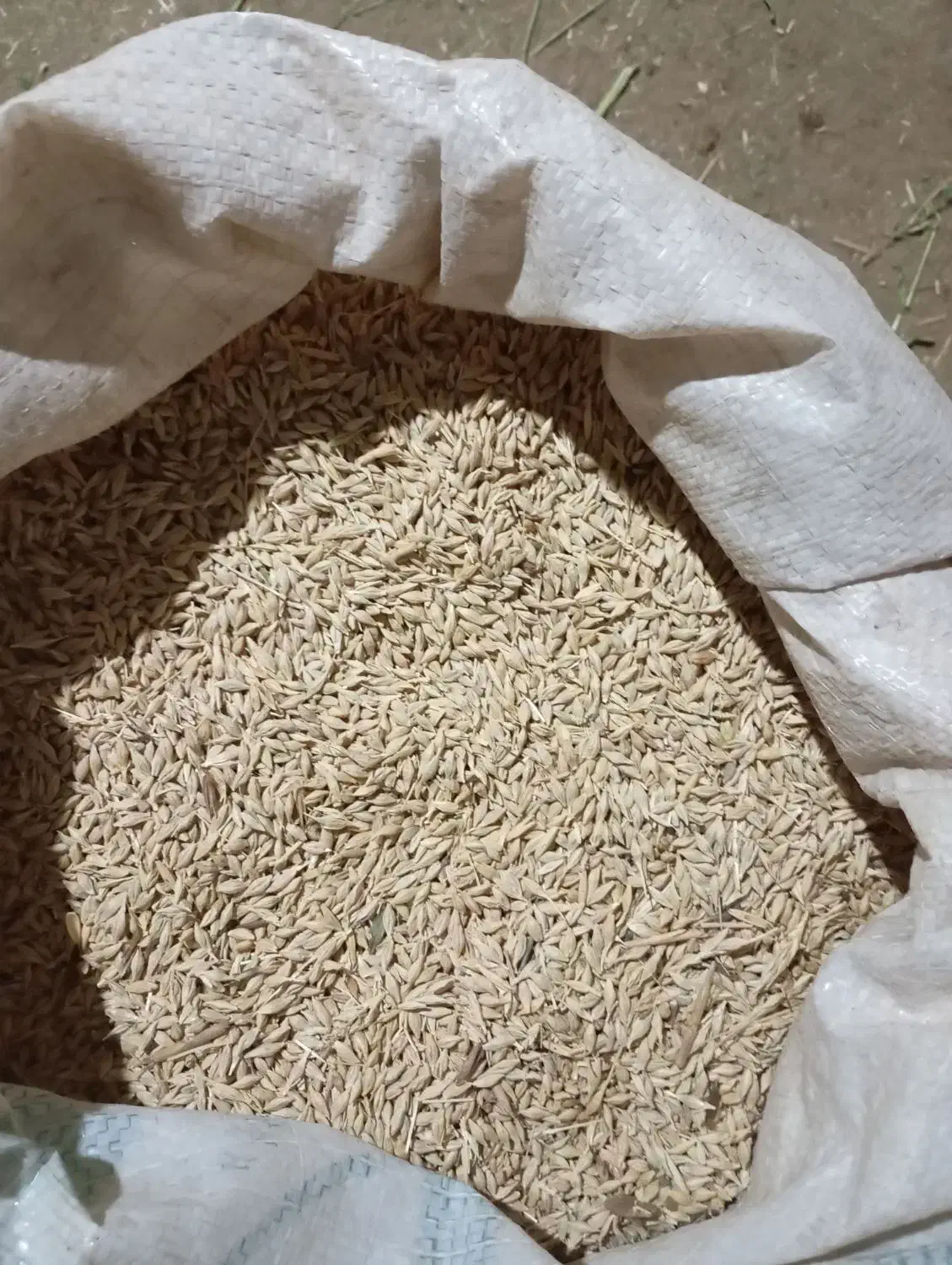 جو درجه یک|حیوانات مزرعه|محمدیه-قزوین, |دیوار