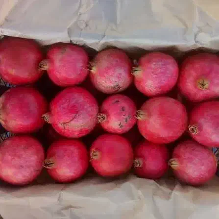 کارکردن سبد زنی|خدمات باغبانی و درختکاری|ساوه, |دیوار