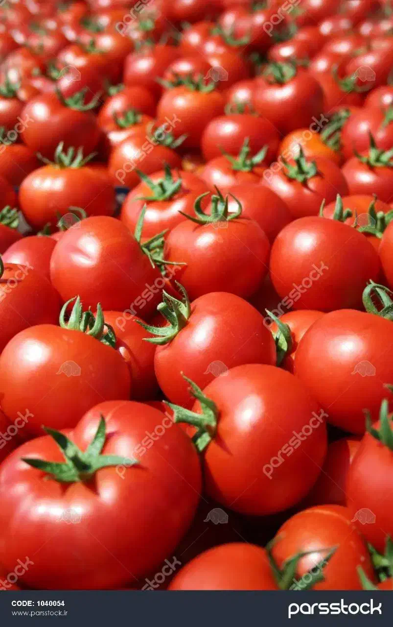 گوجه فرنگی ربی|عمده‌فروشی|قم, چهل درخت‎|دیوار