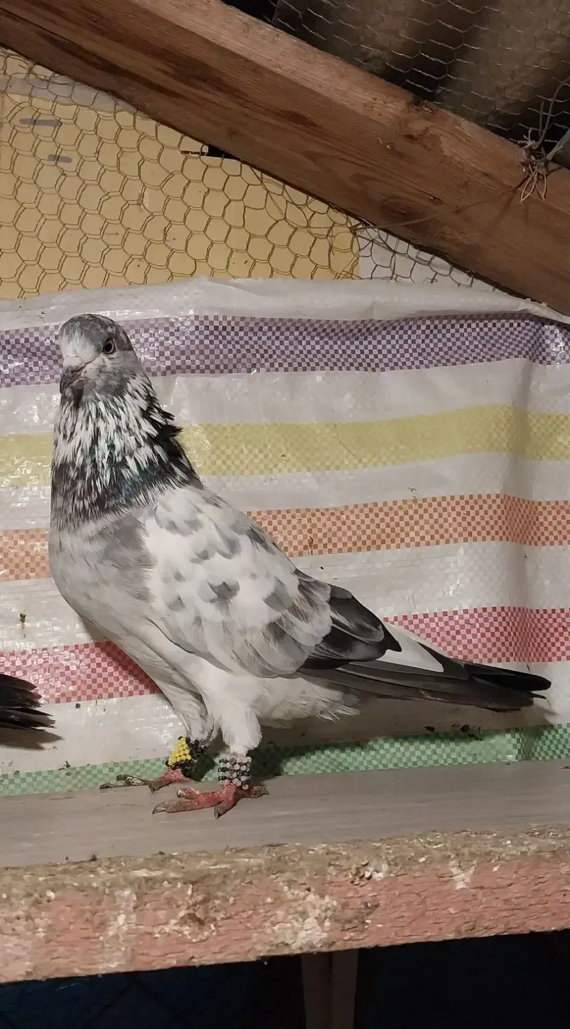 کبوتر پرشی  زیر ۱۰ ساعت|پرنده|رامسر, |دیوار