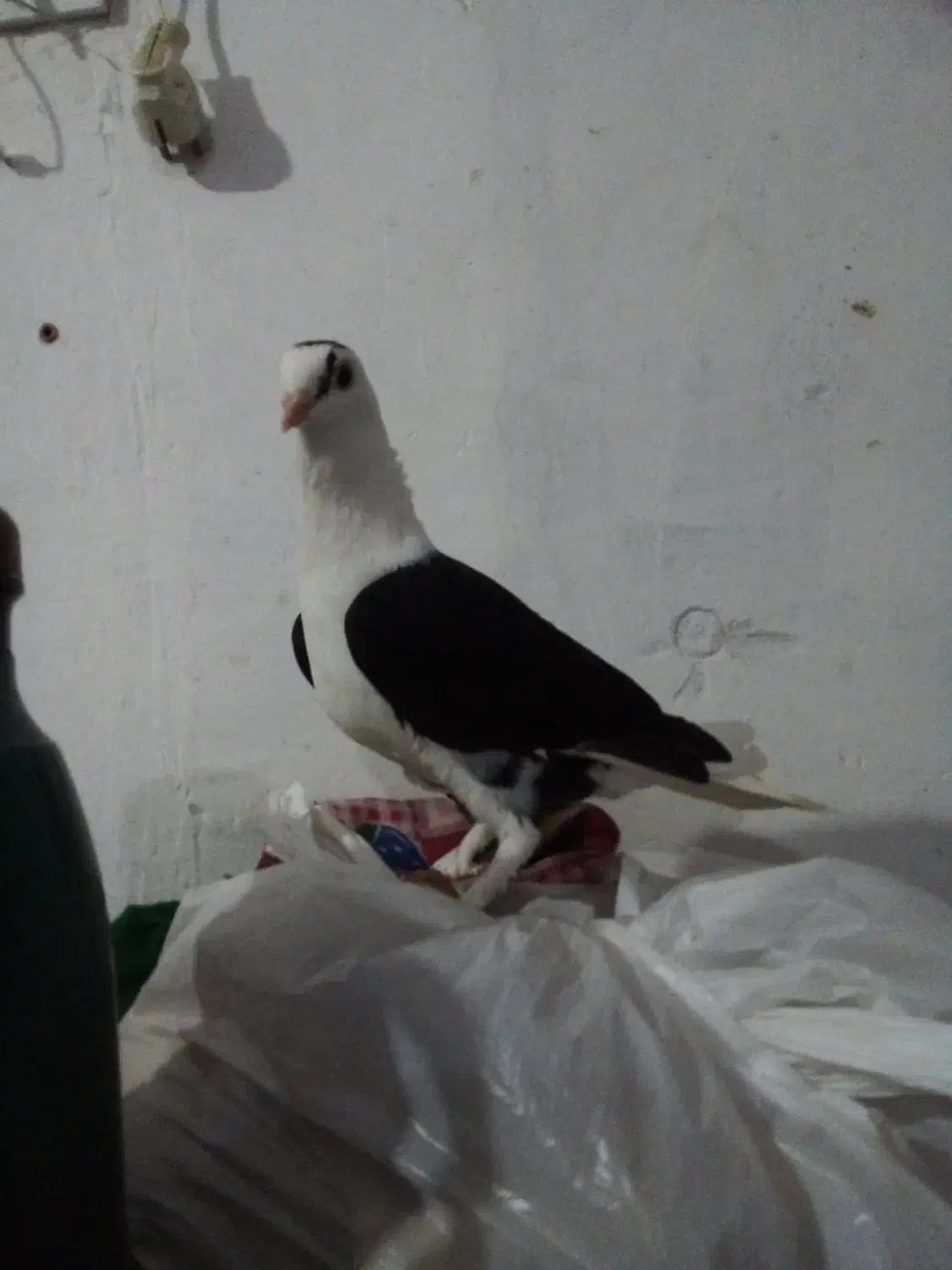 کفتر|پرنده|پل سفید, |دیوار