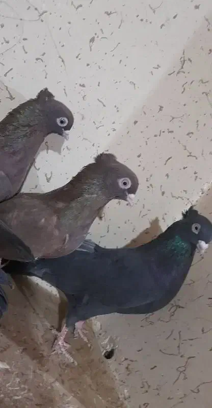 کبوتر|پرنده|گندمان, |دیوار