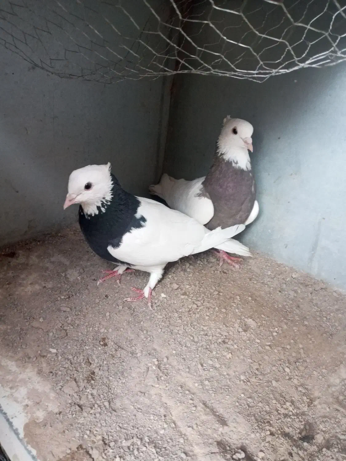 کبوترطوقی|پرنده|تاتار علیا, |دیوار