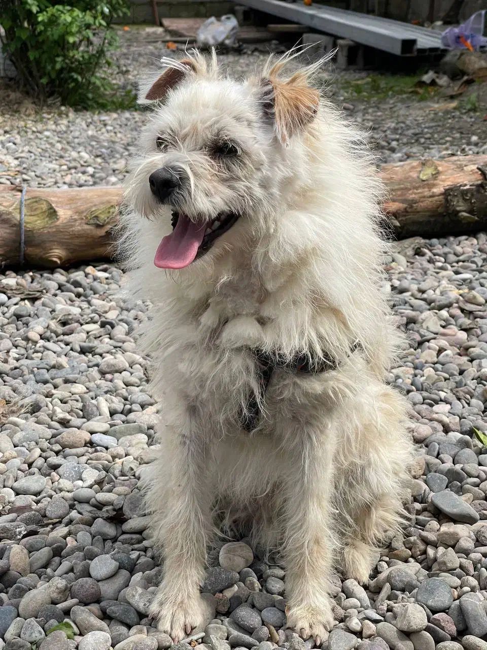 واگذاری سگ|سگ|سنگر, |دیوار