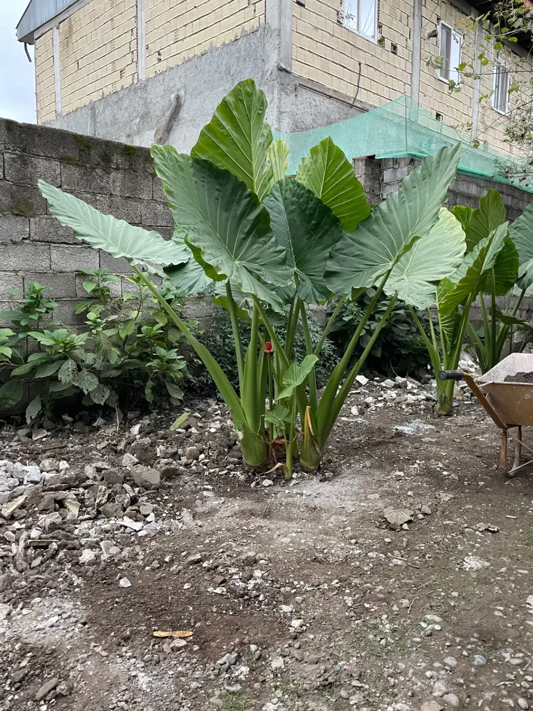 گل بابا آدم ۵ بوته|گل و گیاه طبیعی|لاهیجان, بازکیاگوراب|دیوار