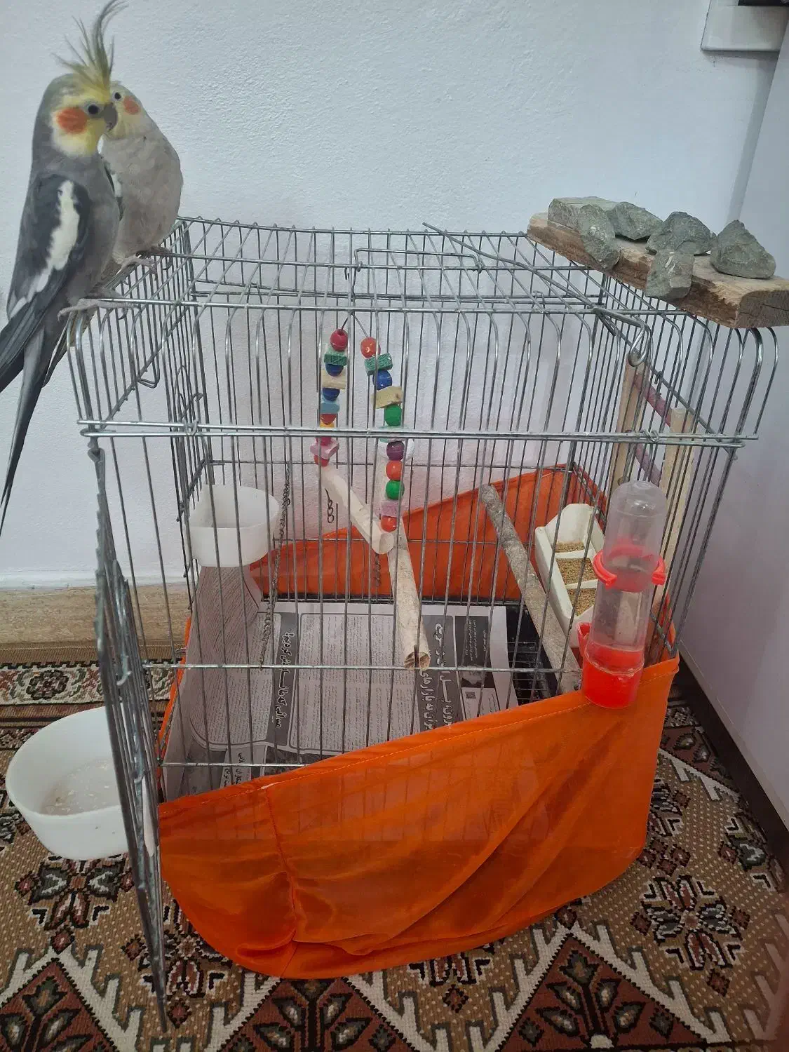 عروس هلندی|پرنده|نوشهر, |دیوار