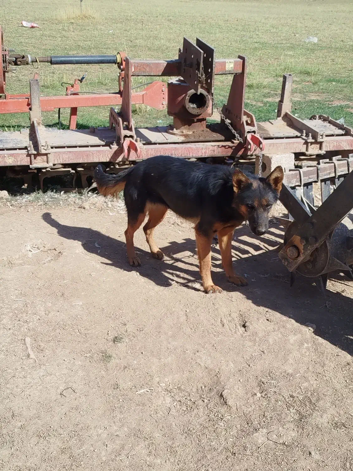 سگ ژرمن|سگ|کیار, |دیوار