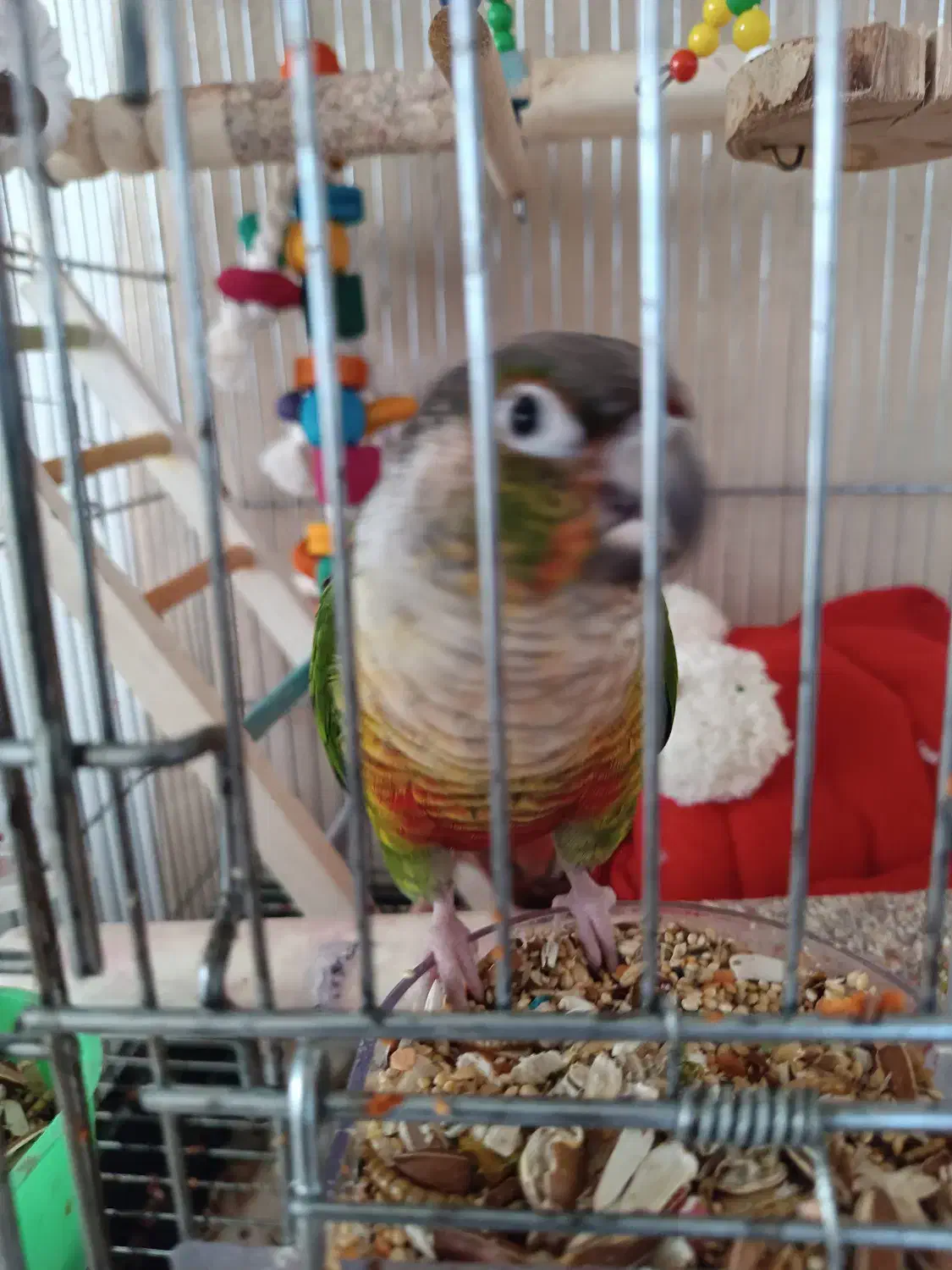 طوطی گمشده گریچینک|حیوانات|قائمشهر, |دیوار