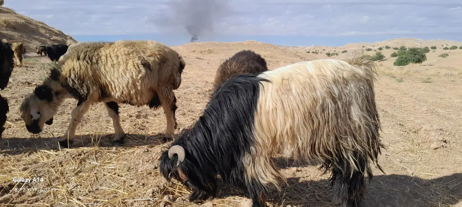 قوچهای ترکی|حیوانات مزرعه|لالی, |دیوار