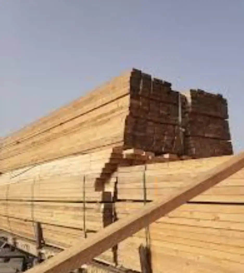 بورس انواع تخته نراد روسی جنگلی|عمدهفروشی|رشت, کوی طالقانی|دیوار