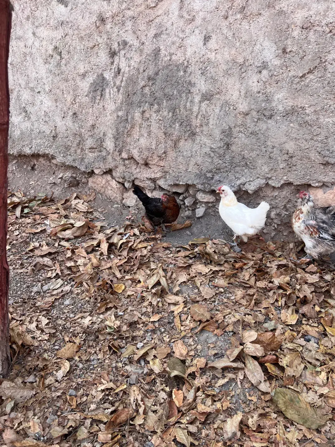 مرغ خروس رسمی|حیوانات مزرعه|قم, دورشهر|دیوار