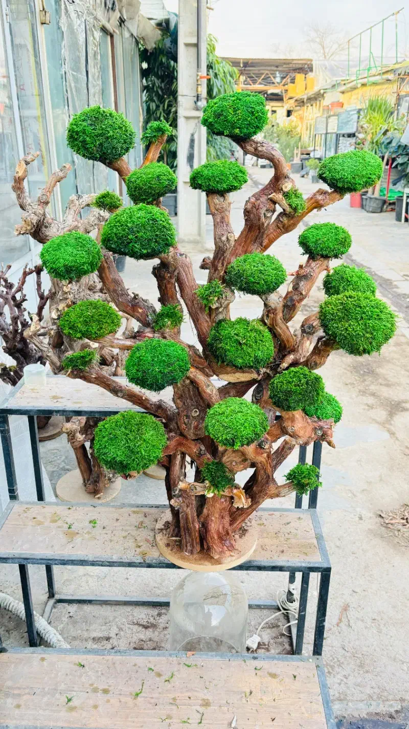 درختچه تزیینی|گل مصنوعی|تهران, آهنگ|دیوار