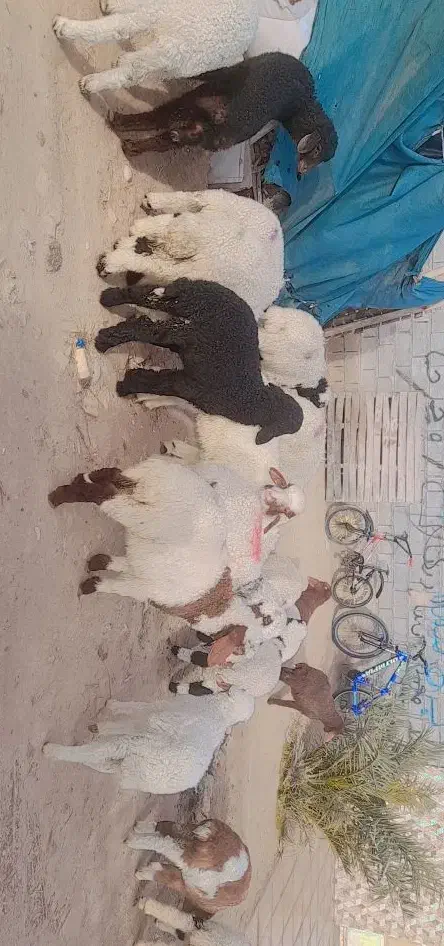 بره نر  وماده|حیوانات مزرعه|اهواز, منازل کارون|دیوار