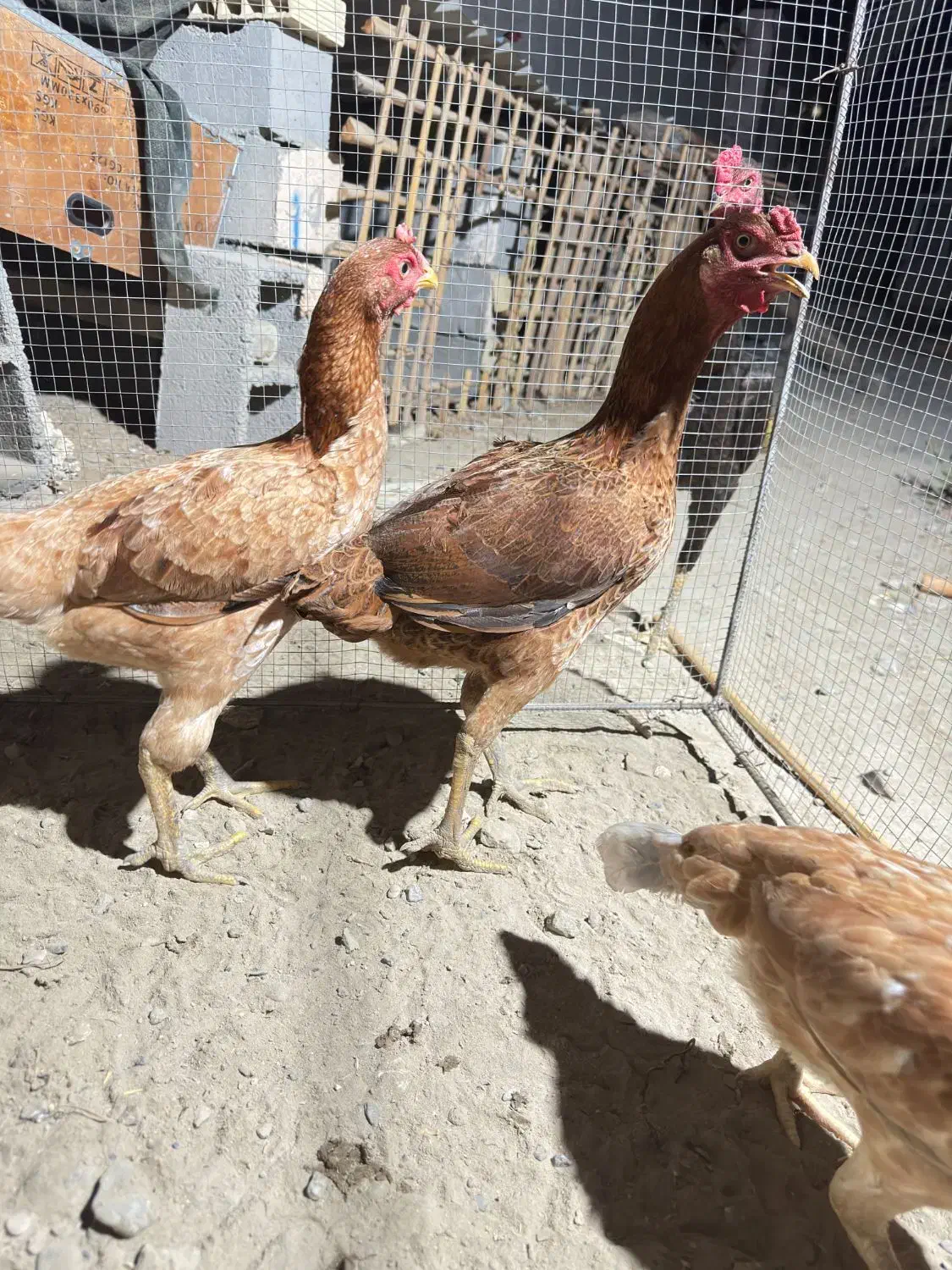 مرغ اصیل|حیوانات مزرعه|میناب, |دیوار