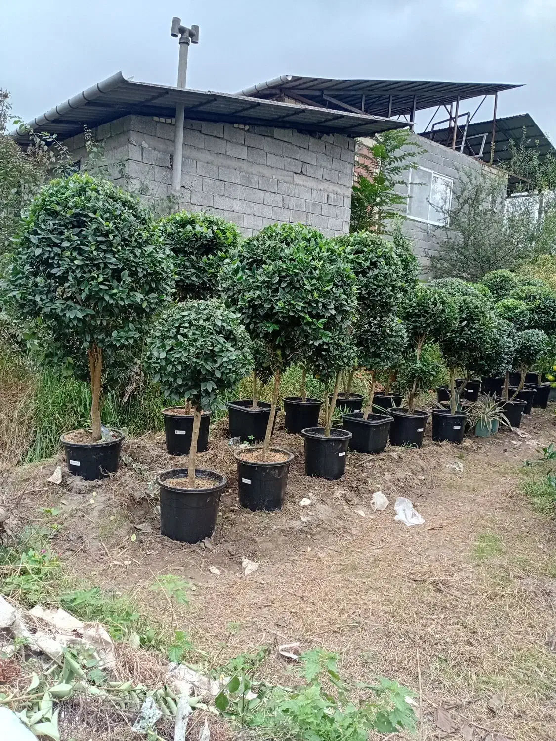 تولیدی گل و گیاه (فضای سبز)|خدمات باغبانی و درختکاری|تنکابن, |دیوار