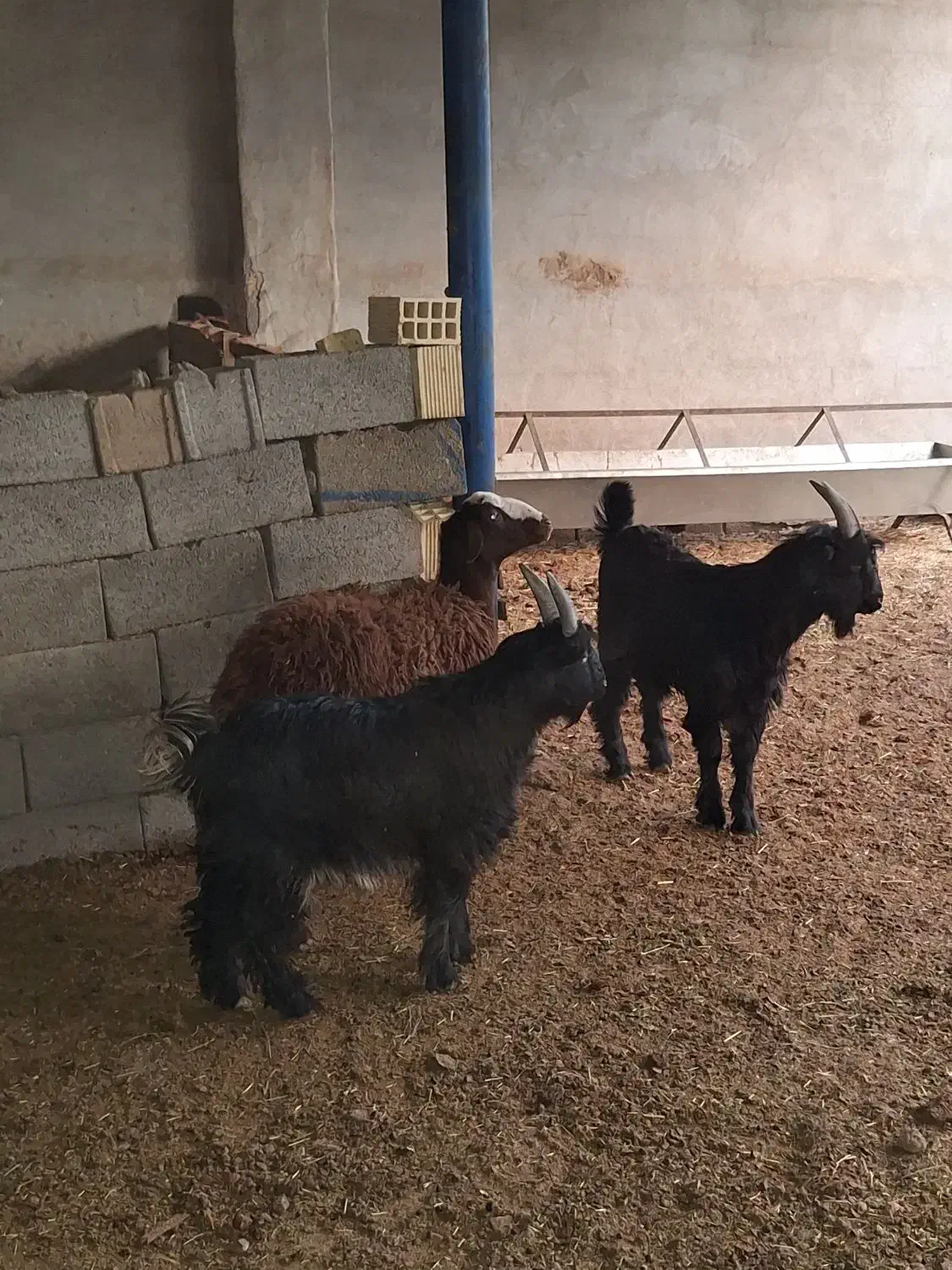 بزغاله بز میش قوچ دوبر|حیوانات مزرعه|نجف‌آباد, کهریزسنگ|دیوار