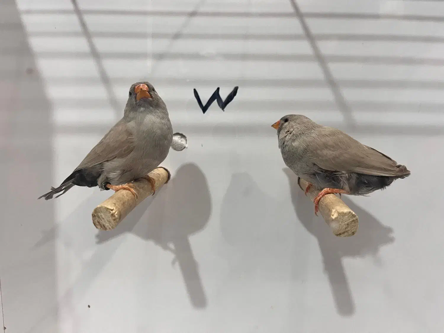 فنچ زبرا جوجه شارکول لایت بک وانگلیسی|پرنده|شیراز, امام حسین|دیوار