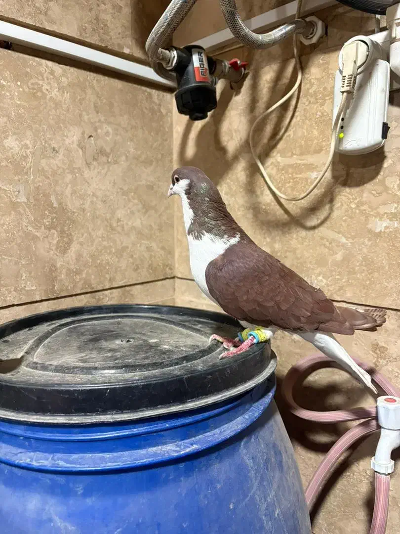 کبوتر بدرنگ|پرنده|قزوین, |دیوار