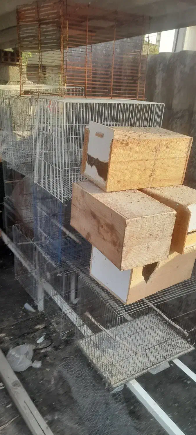 لانه چوبی عروس و کوتوله و مرغ عشق|لوازم جانبی حیوانات|قائمشهر, |دیوار