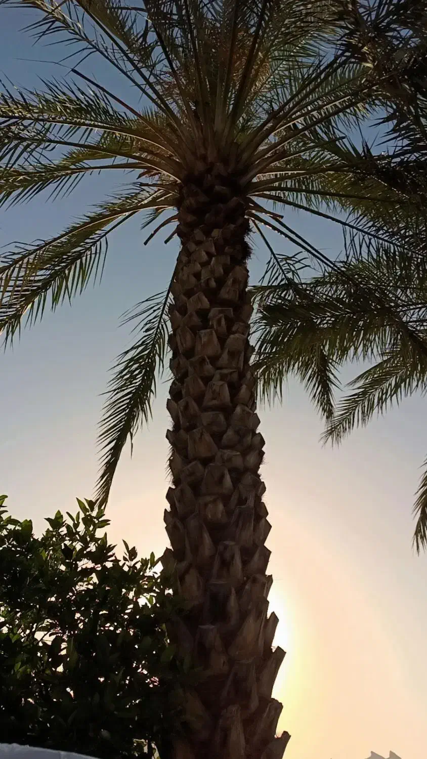 قصب (خرما زاهدی)|خوردنی و آشامیدنی|ارم, |دیوار