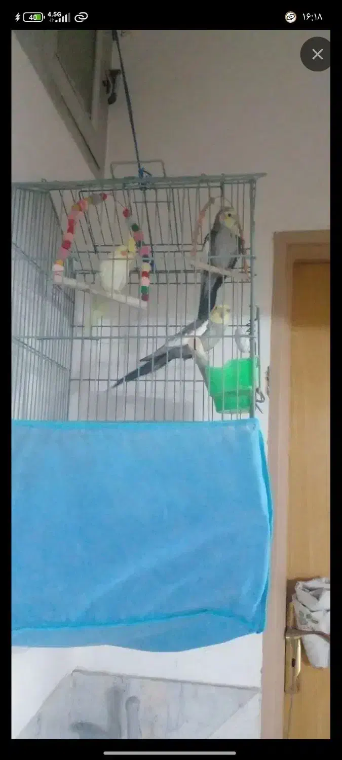 عروس هلندی|پرنده|نجف‌آباد, صالح آباد|دیوار