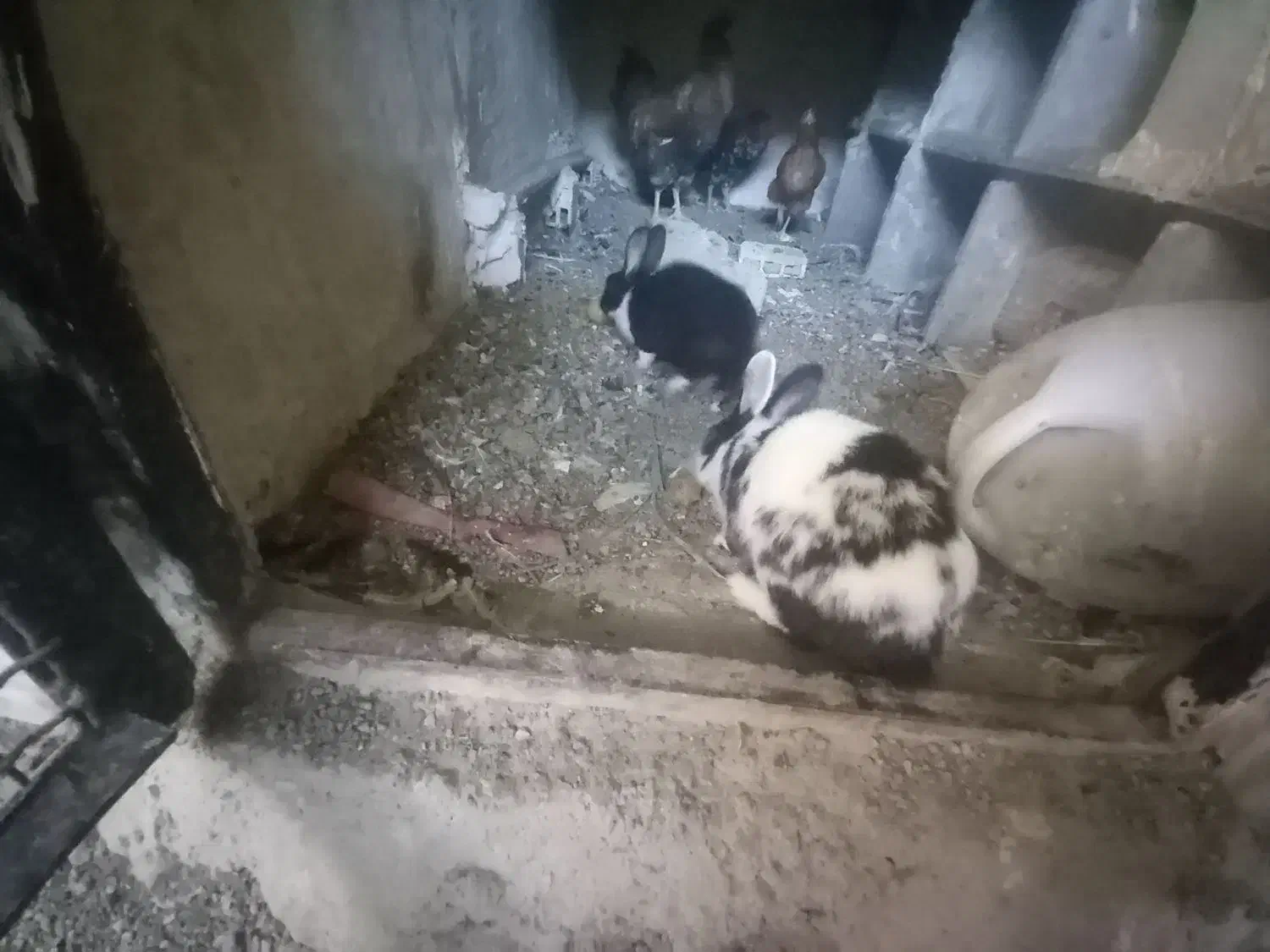 خرگوش|موش و خرگوش|نورآباد, |دیوار