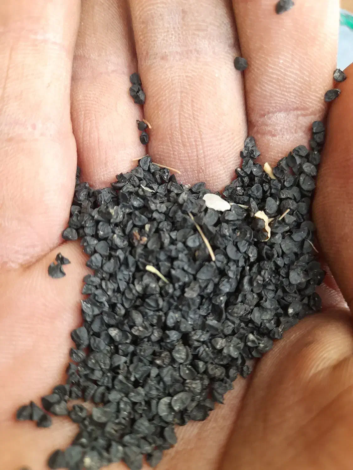 فروشسیاهدانهپیاز|عمدهفروشی|آزادشهر, |دیوار