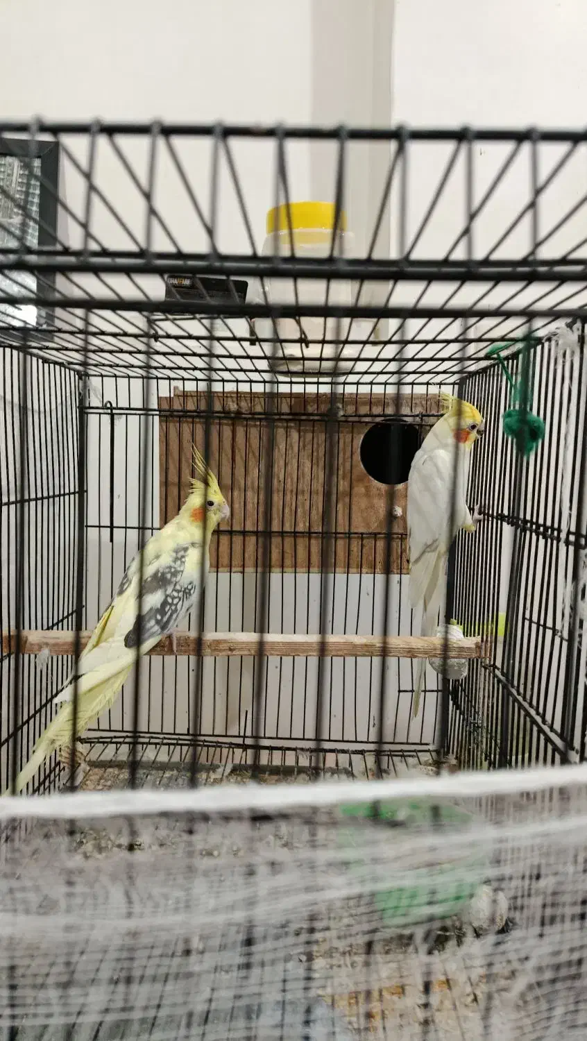 ۳ جفت عروس هلندی به همراه ۳ عدد جوجه|پرنده|طبس, |دیوار