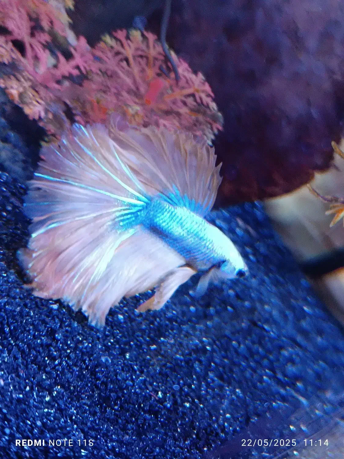 فایتر گلدن دراگون|ماهی|فردیس, شهرک شهید حسینی|دیوار