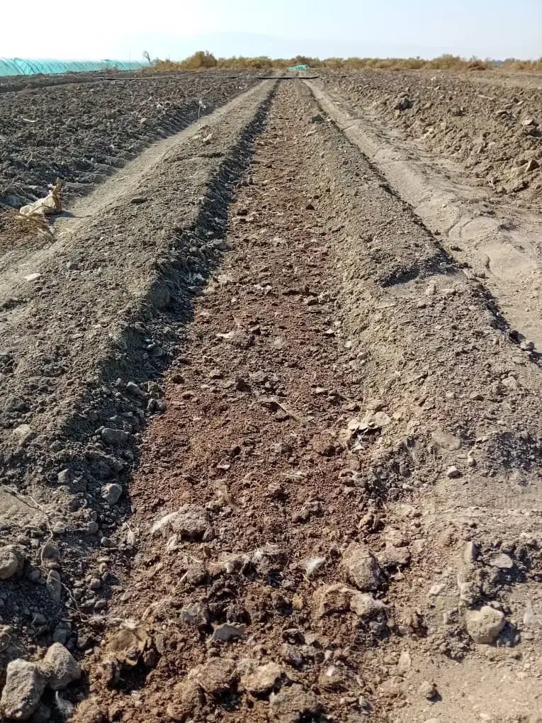 نیازمندکارگر برای اماده سازی زمین کشت گوجه|استخدام صنعتی، فنی، مهندسی|کهنوج, |دیوار