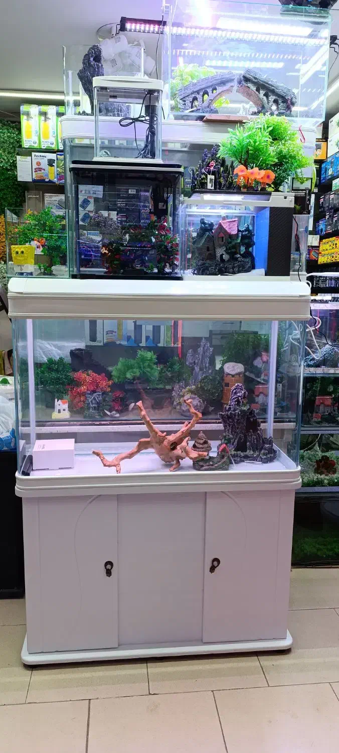 آروانا خوش سایز*فروش اکواریوم شرکتی|ماهی|زنجان, |دیوار