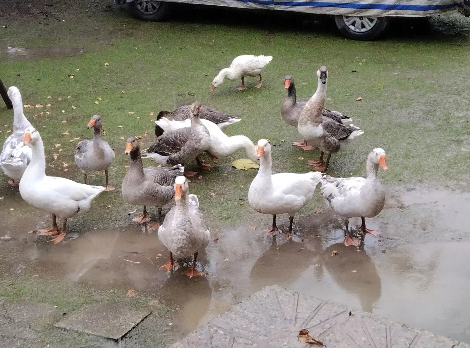 غاز امسالی|حیوانات مزرعه|اسالم, |دیوار