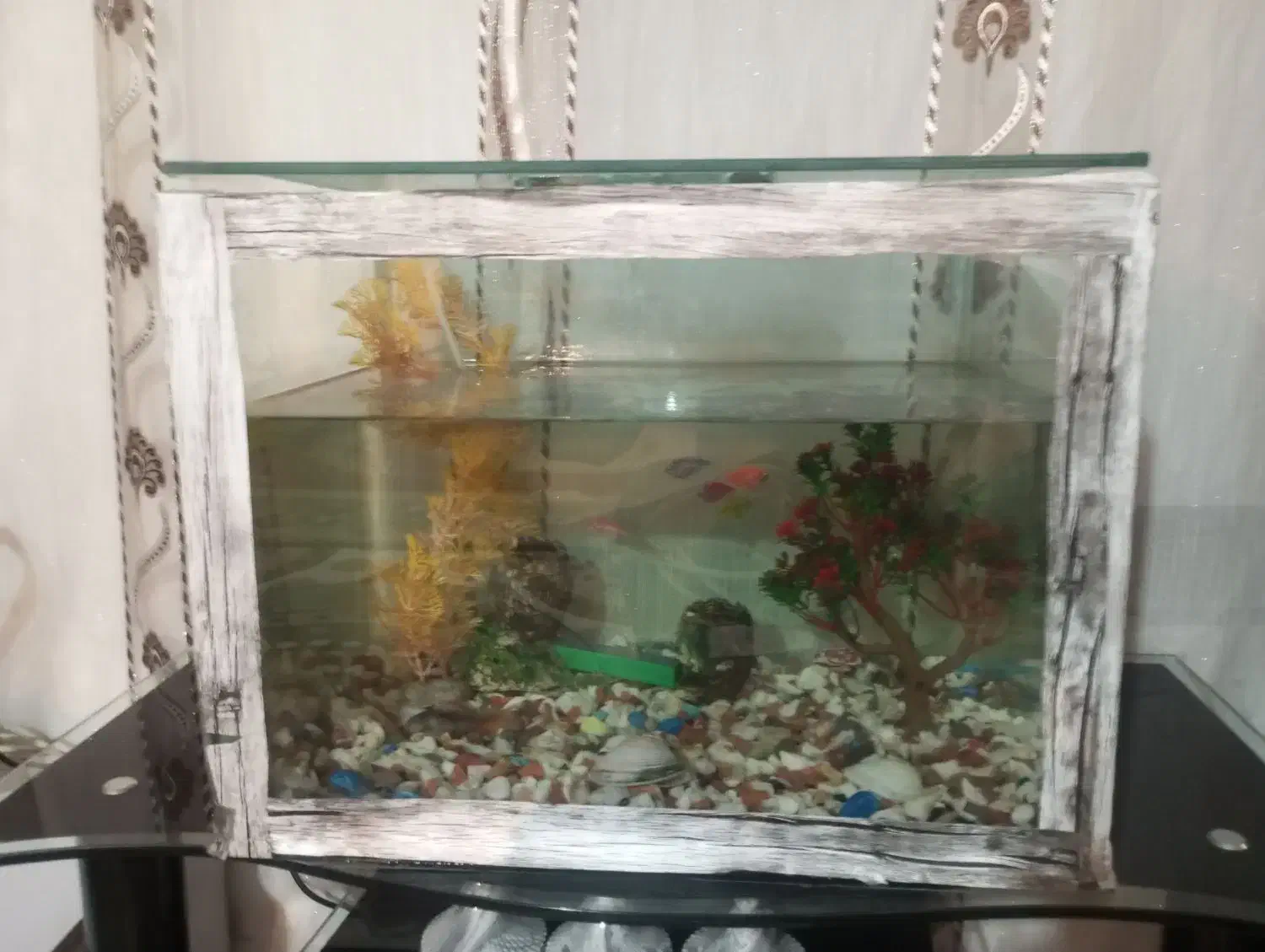 اکواریوم سالم نو|ماهی|میاندوآب, |دیوار